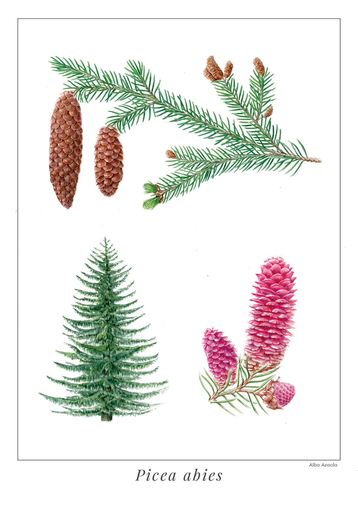 Print Picea abies A3