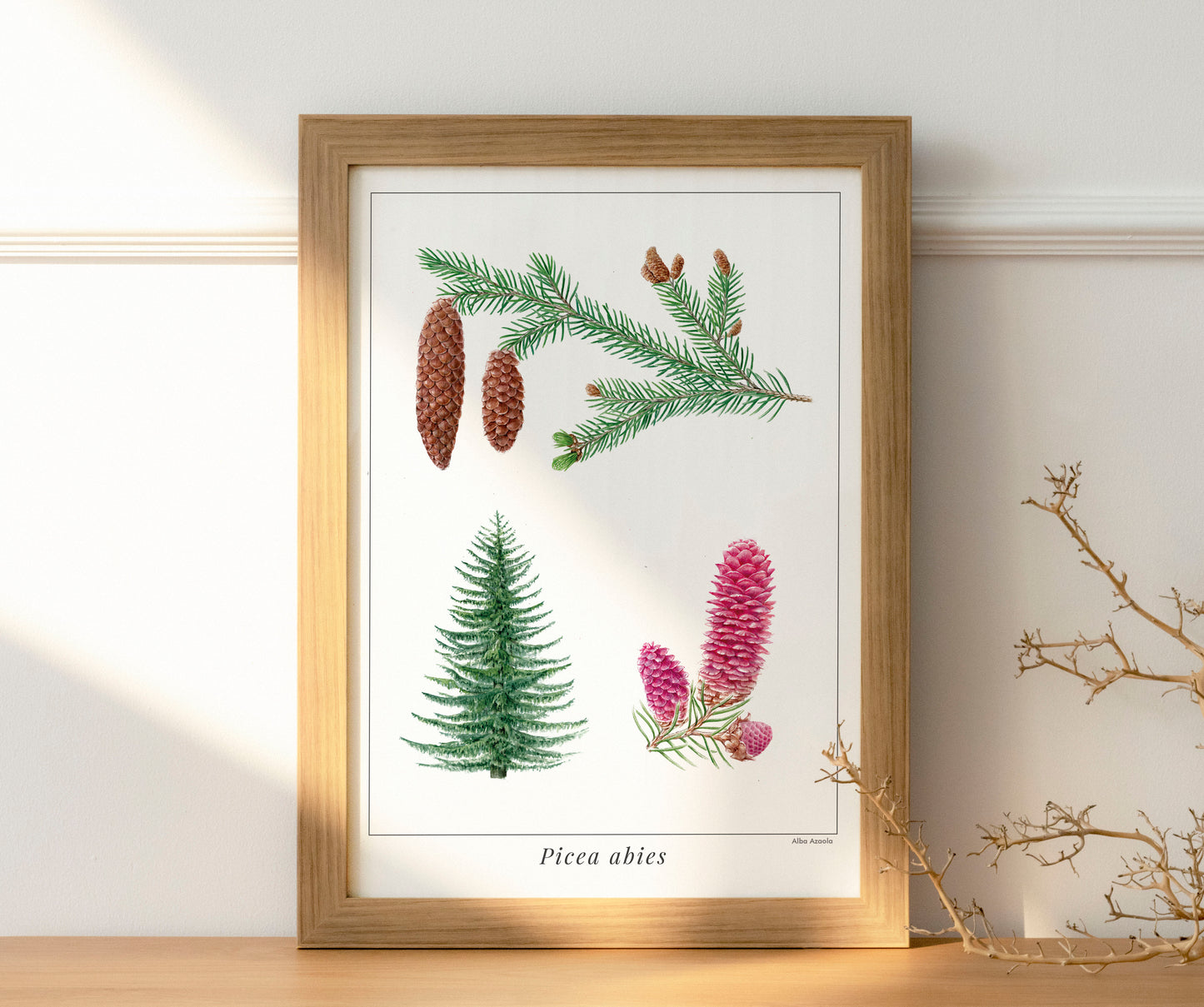 Print Picea abies A3