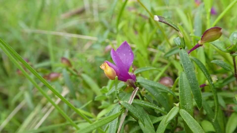 Estuche/neceser pequeño Polygala