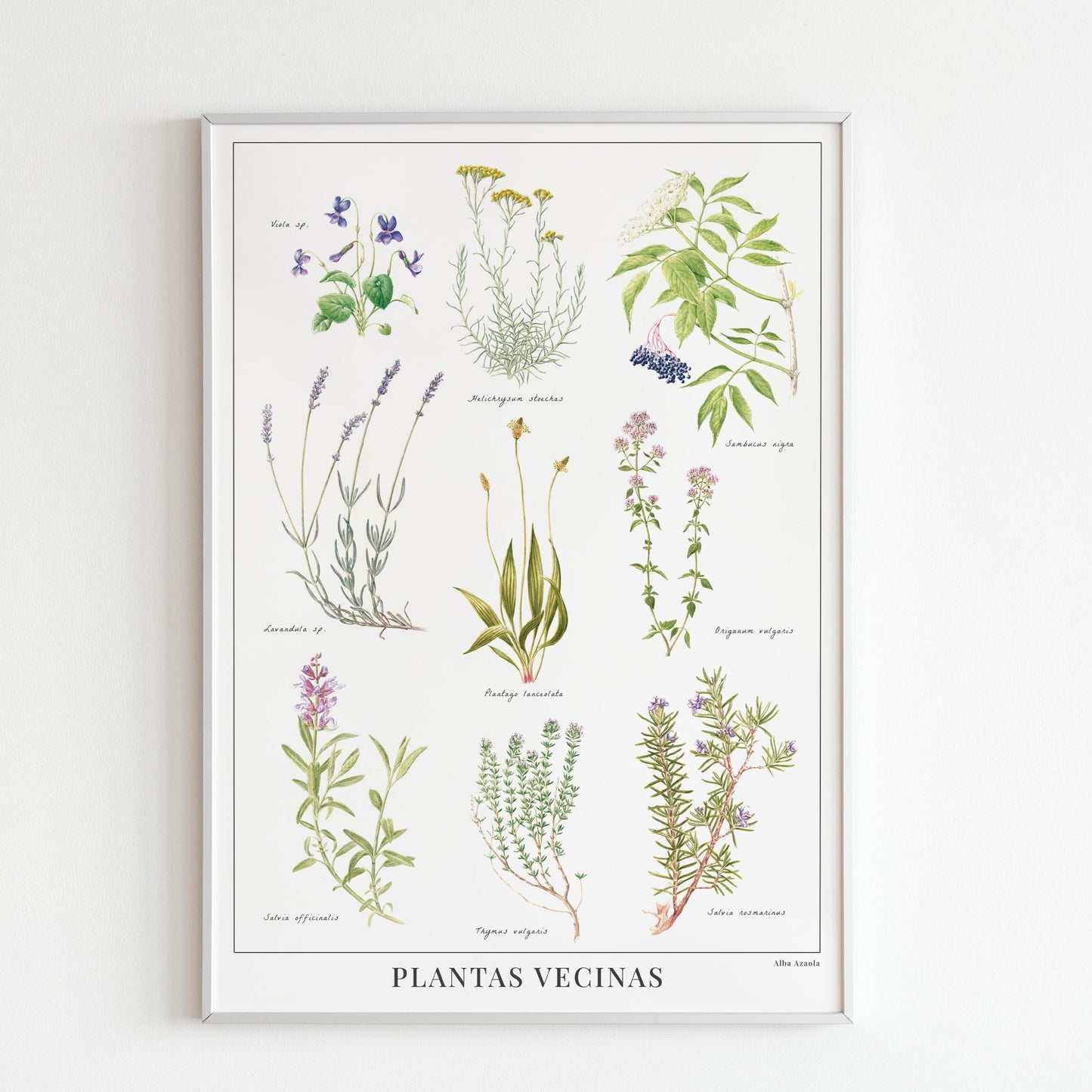 Print Plantas vecinas A3